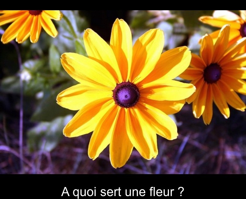 A quoi sert une fleur ?