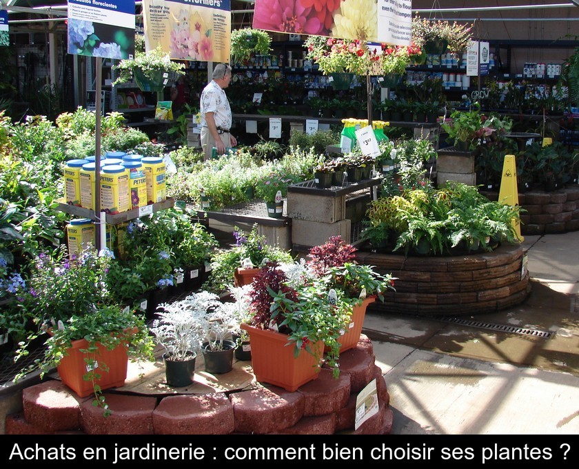 Achats en jardinerie : comment bien choisir ses plantes ?