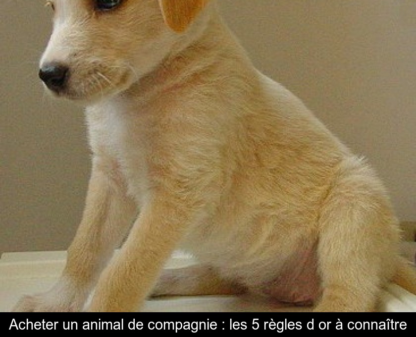 Acheter un animal de compagnie : les 5 règles d'or à connaître