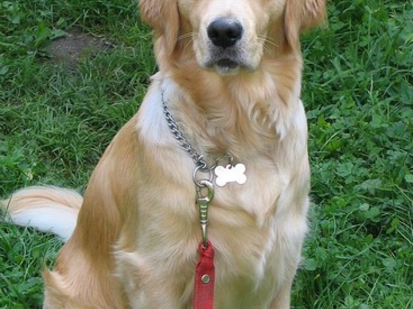 Comment Dresser Un Chien Golden Retriever Adulte Comment Dresser Un Chien Golden Retriever Adulte