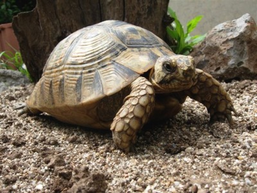 Adopter une tortue : ce qu'il faut savoir