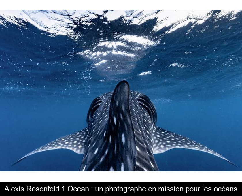 Alexis Rosenfeld 1 Ocean : un photographe en mission pour les océans Alexis Rosenfeld 1 Ocean : un photographe en mission pour les océans