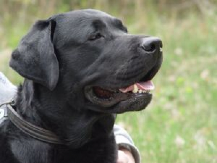 Alimentation du chien