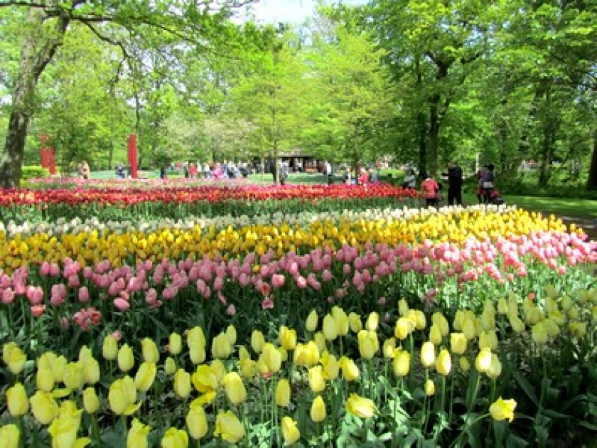 Aller admirer les tulipes en Hollande : guide pratique