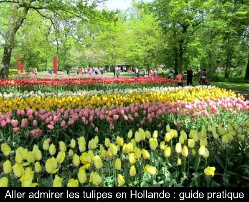 Aller admirer les tulipes en Hollande : guide pratique