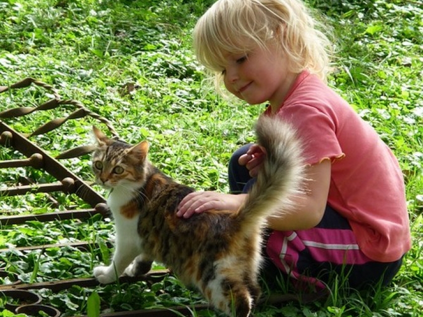 Allergie au chat : quelles solutions ? Allergie au chat : quelles solutions ?