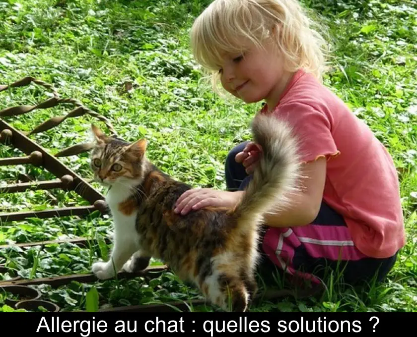 Allergie au chat : quelles solutions ?