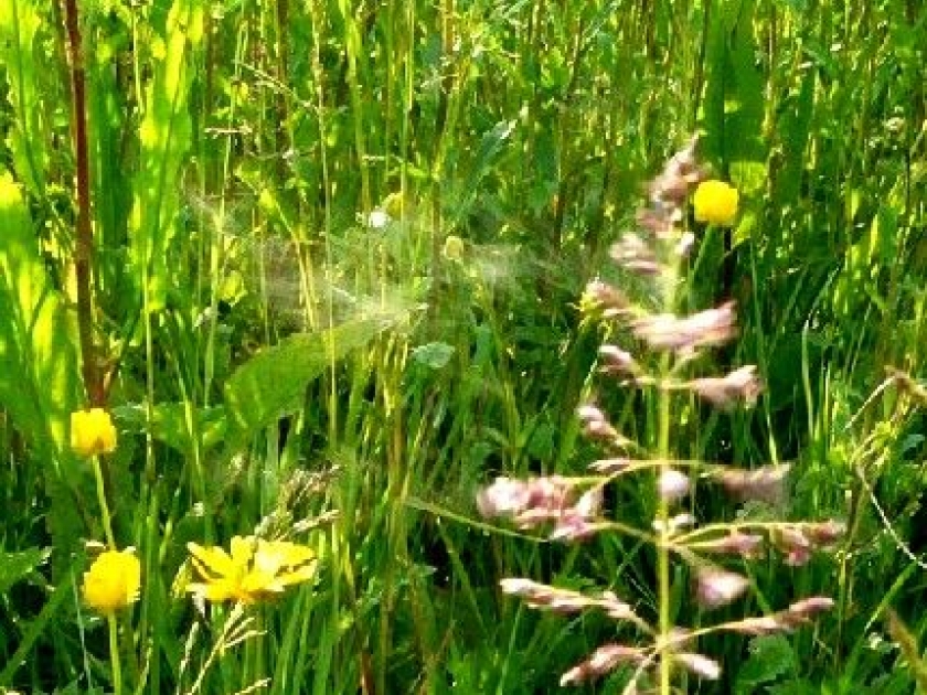 Allergie au pollen : l'influence de la météo Allergie au pollen : l'influence de la météo