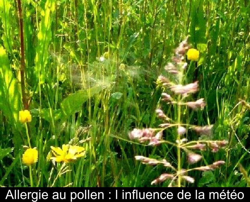 Allergie au pollen : l'influence de la météo