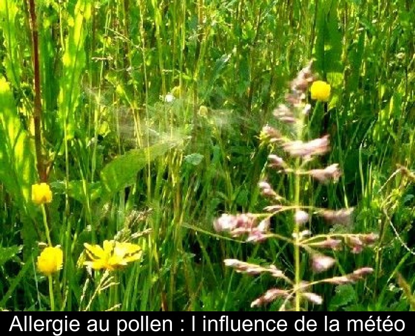 Allergie au pollen : l'influence de la météo Allergie au pollen : l'influence de la météo