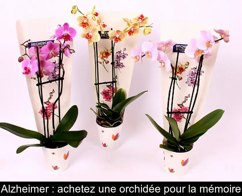 Alzheimer : achetez une orchidée pour la mémoire