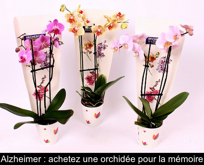 Alzheimer : achetez une orchidée pour la mémoire Alzheimer : achetez une orchidée pour la mémoire