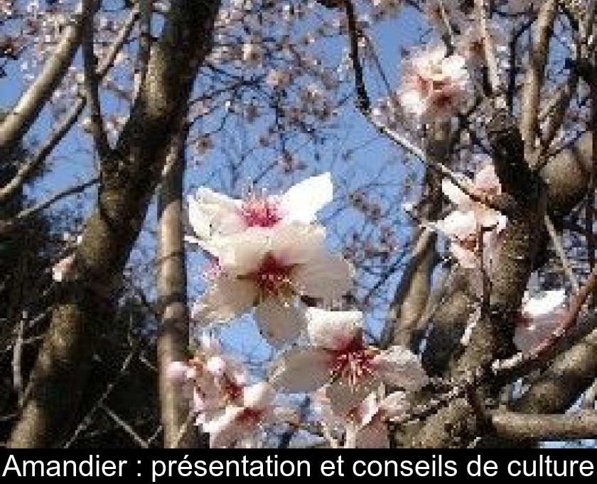 Amandier : présentation et conseils de culture Amandier : présentation et conseils de culture