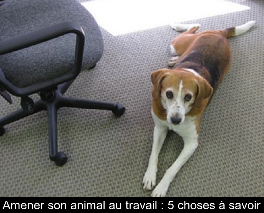 Amener son animal au travail : 5 choses à savoir Amener son animal au travail : 5 choses à savoir
