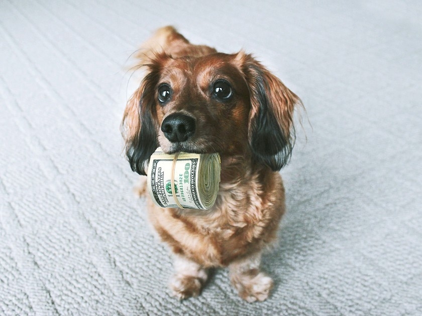 Animal : 5 astuces pour limiter les frais Animal : 5 astuces pour limiter les frais