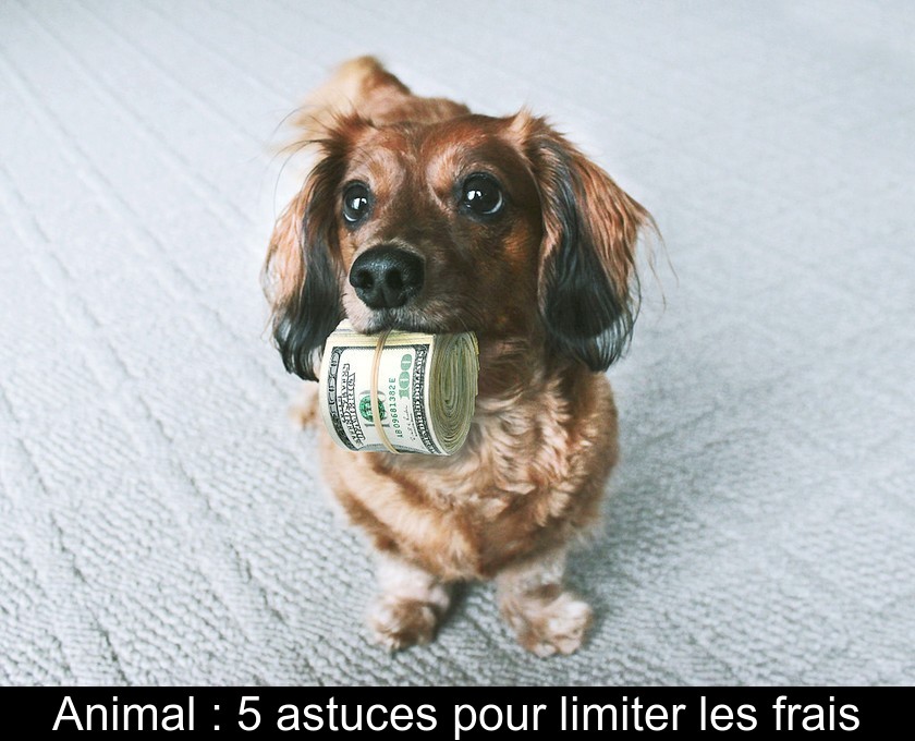 Animal : 5 astuces pour limiter les frais