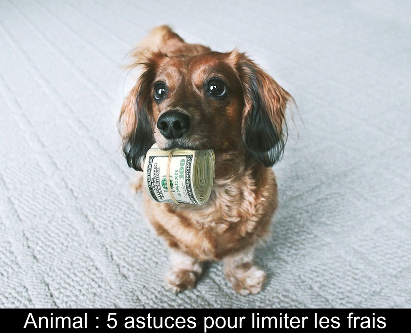 Animal : 5 astuces pour limiter les frais Animal : 5 astuces pour limiter les frais