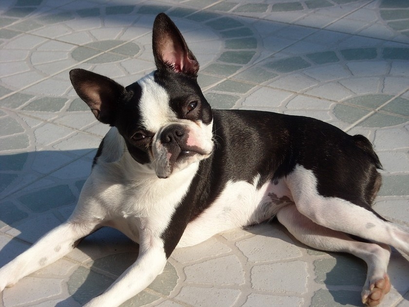Animal en surpoids : que faire ?