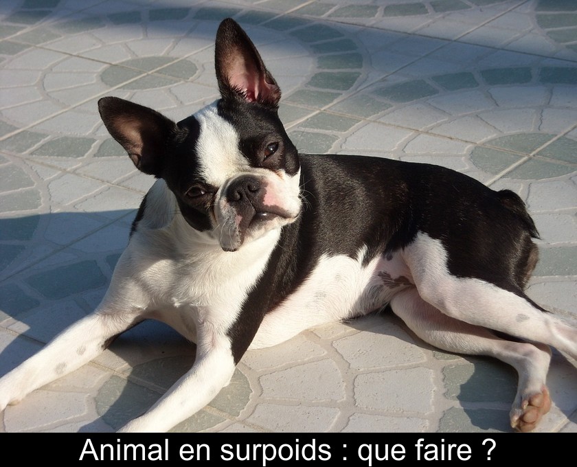 Animal en surpoids : que faire ? Animal en surpoids : que faire ?