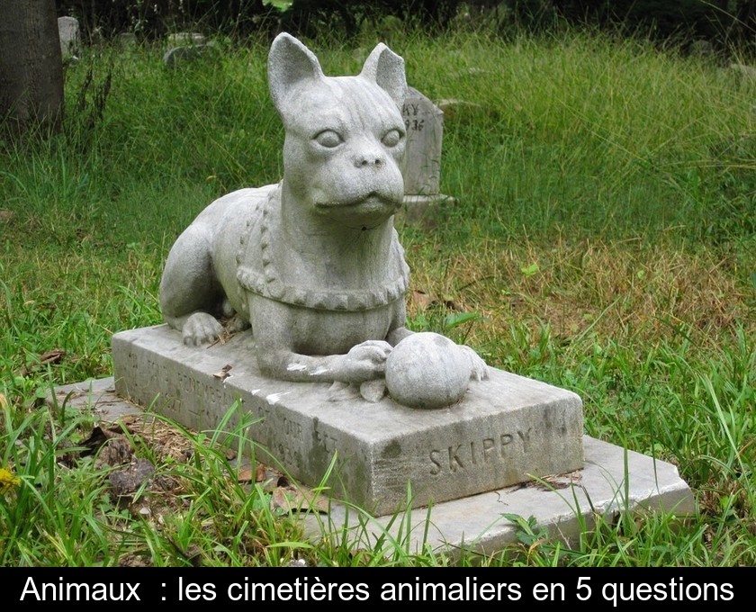 Animaux  : les cimetières animaliers en 5 questions