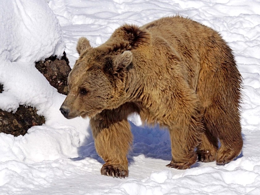 Animaux : 6 stratégies de survie en hiver Animaux : 6 stratégies de survie en hiver