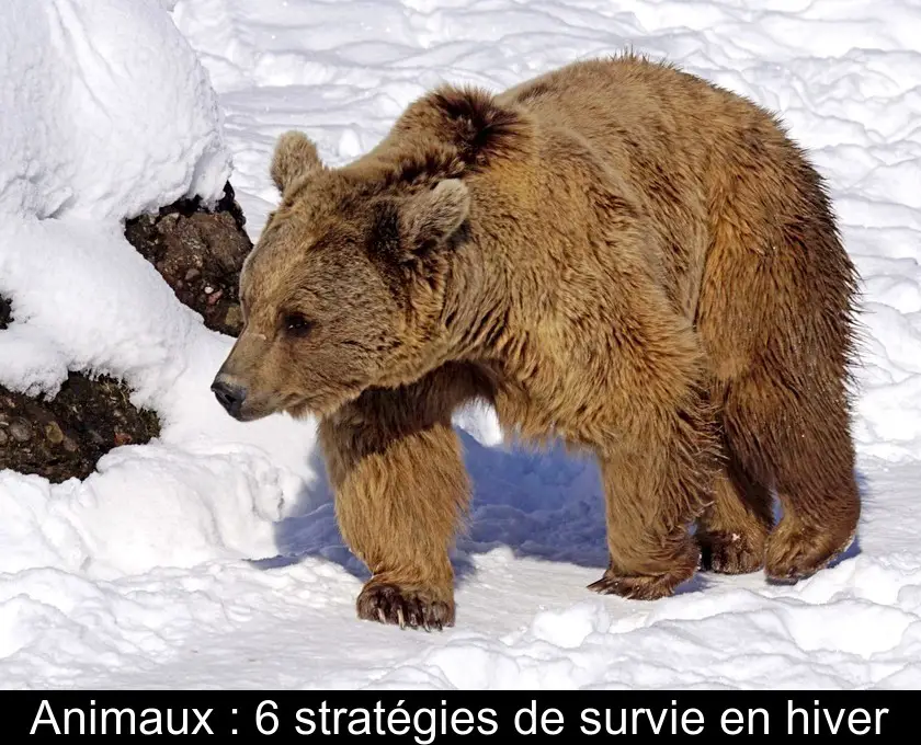 Animaux : 6 stratégies de survie en hiver