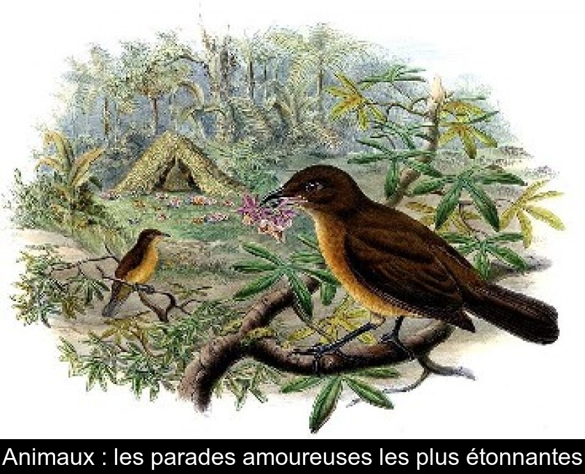 Animaux : les parades amoureuses les plus étonnantes Animaux : les parades amoureuses les plus étonnantes