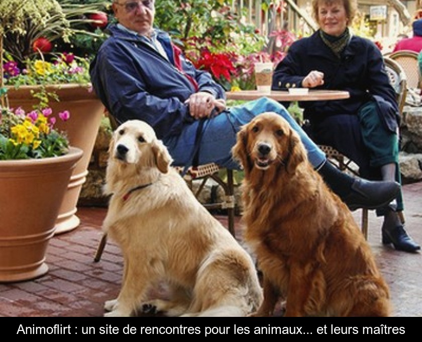 site de rencontre propriétaire de chien