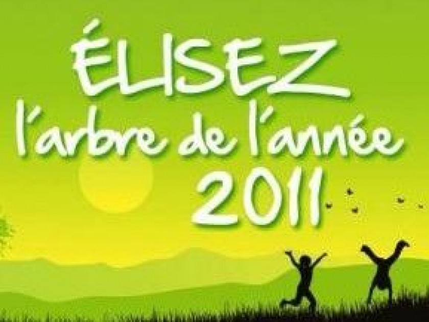 Année internationale de la forêt : élisez l'arbre de l'année ! Année internationale de la forêt : élisez l'arbre de l'année !