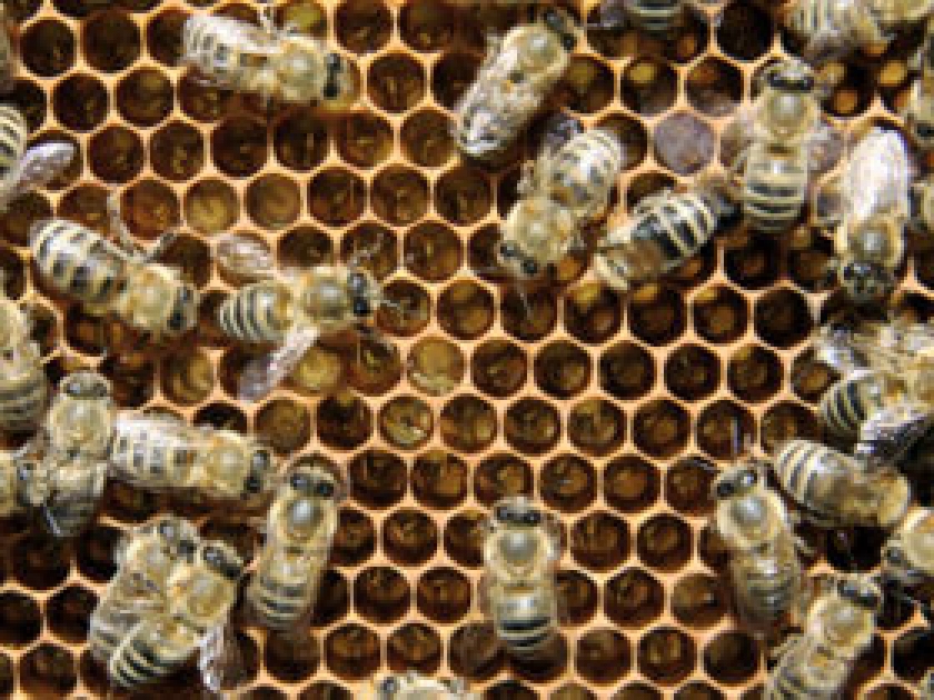 Apiculture Apiculture