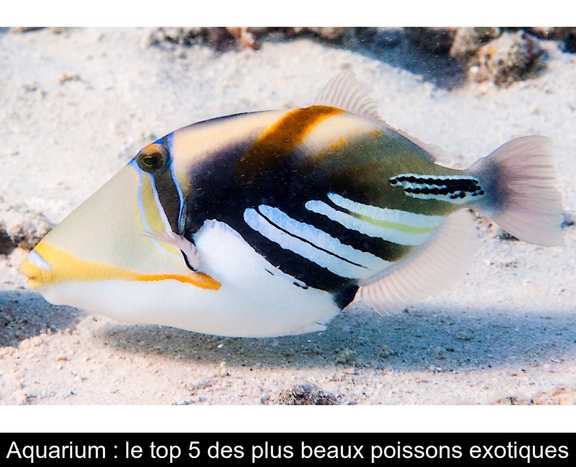 Aquarium : le top 5 des plus beaux poissons exotiques