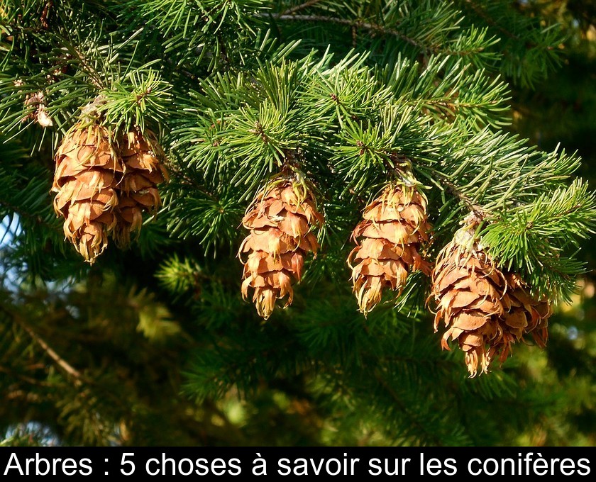 Arbres : 5 choses à savoir sur les conifères Arbres : 5 choses à savoir sur les conifères