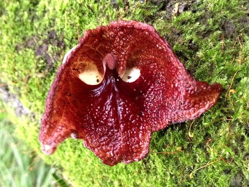 Aristolochia salvadorensis : la fleur Dark Vador ! Aristolochia salvadorensis : la fleur Dark Vador !