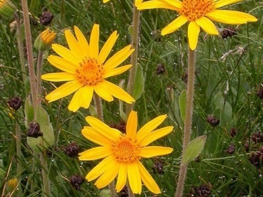 Arnica montana : des granules aux multiples usages Arnica montana : des granules aux multiples usages
