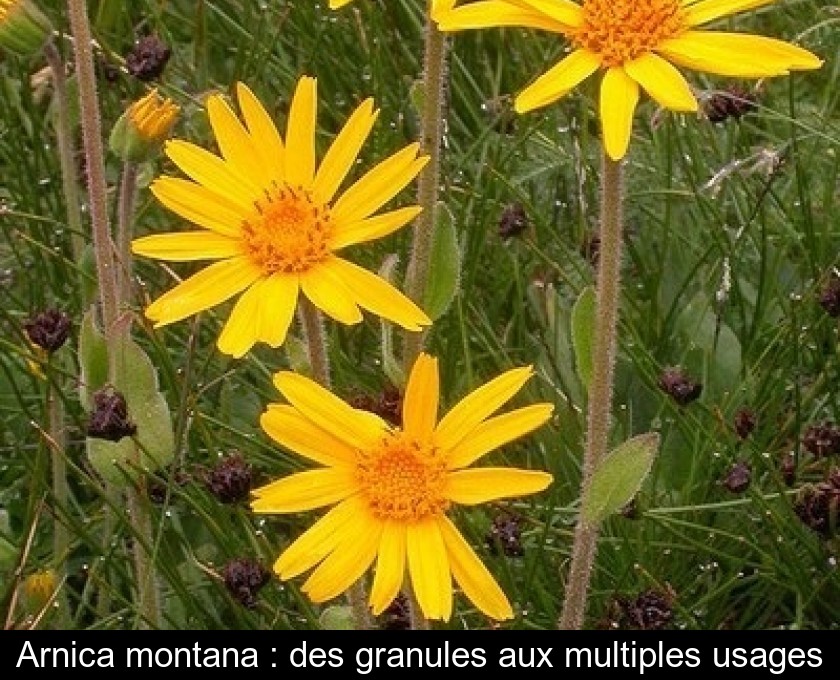 Arnica montana : des granules aux multiples usages