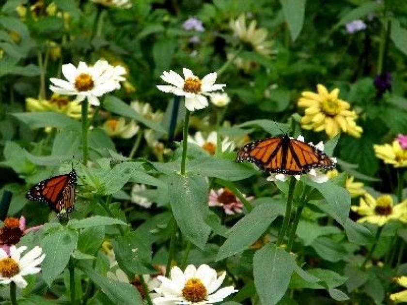 Attirer les papillons au jardin : mode d'emploi Attirer les papillons au jardin : mode d'emploi