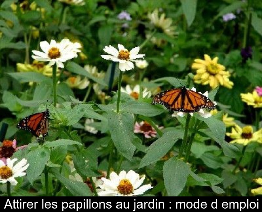 Attirer les papillons au jardin : mode d'emploi Attirer les papillons au jardin : mode d'emploi