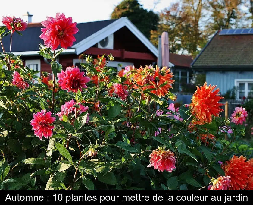Automne : 10 plantes pour mettre de la couleur au jardin