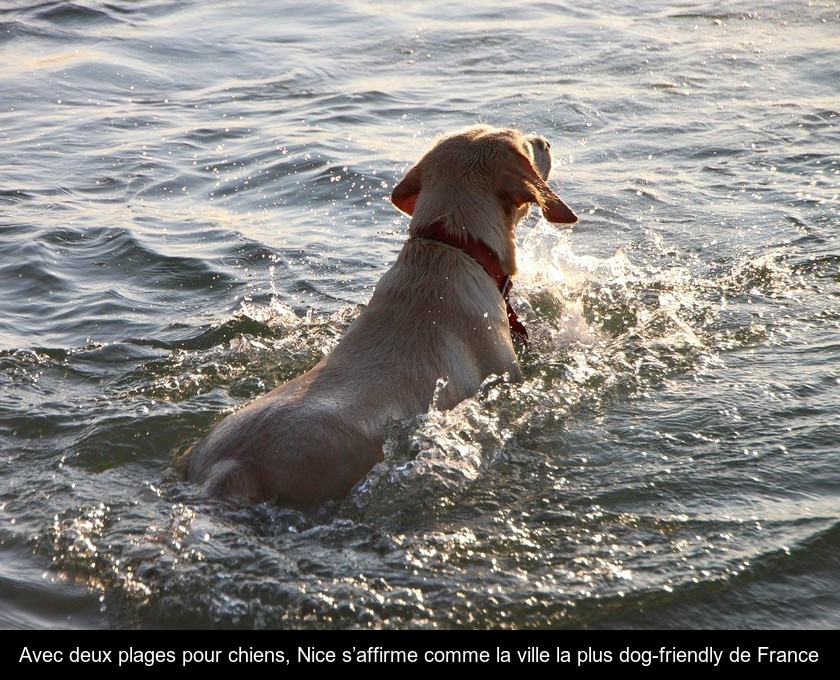 Avec deux plages pour chiens, Nice s’affirme comme la ville la plus dog-friendly de France