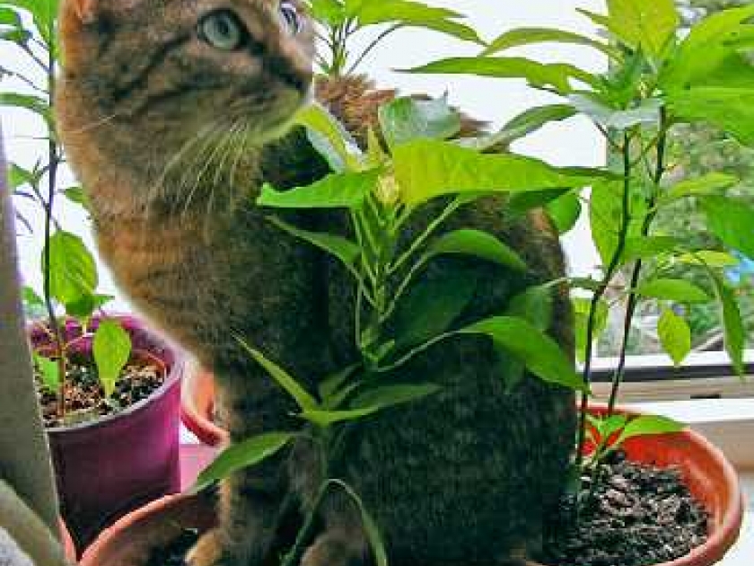 Avoir un chat en appartement : conseils pratiques Avoir un chat en appartement : conseils pratiques