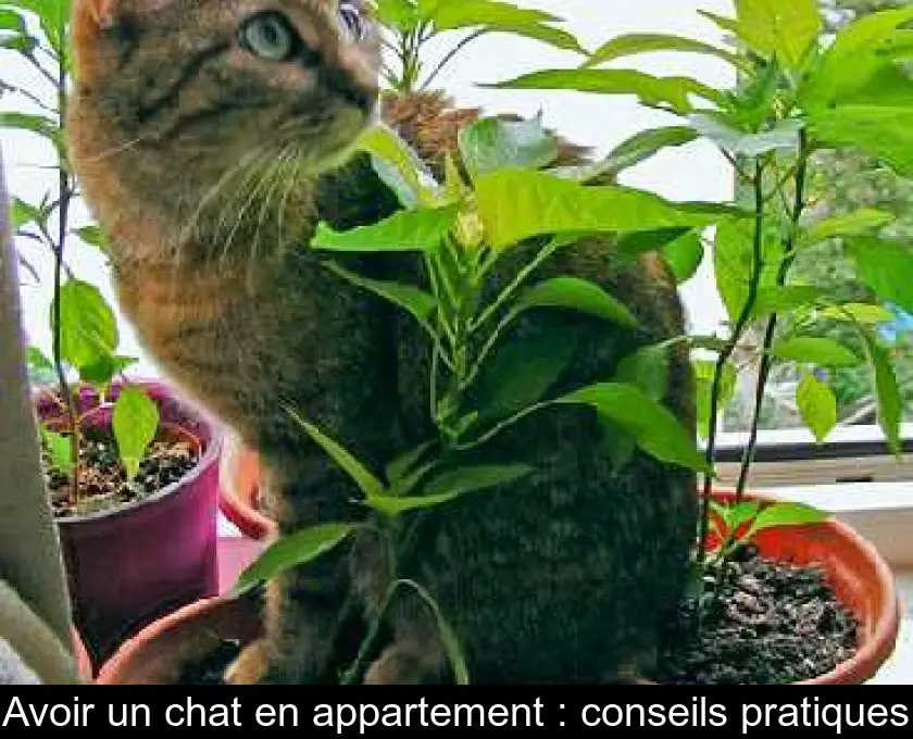 Avoir un chat en appartement : conseils pratiques