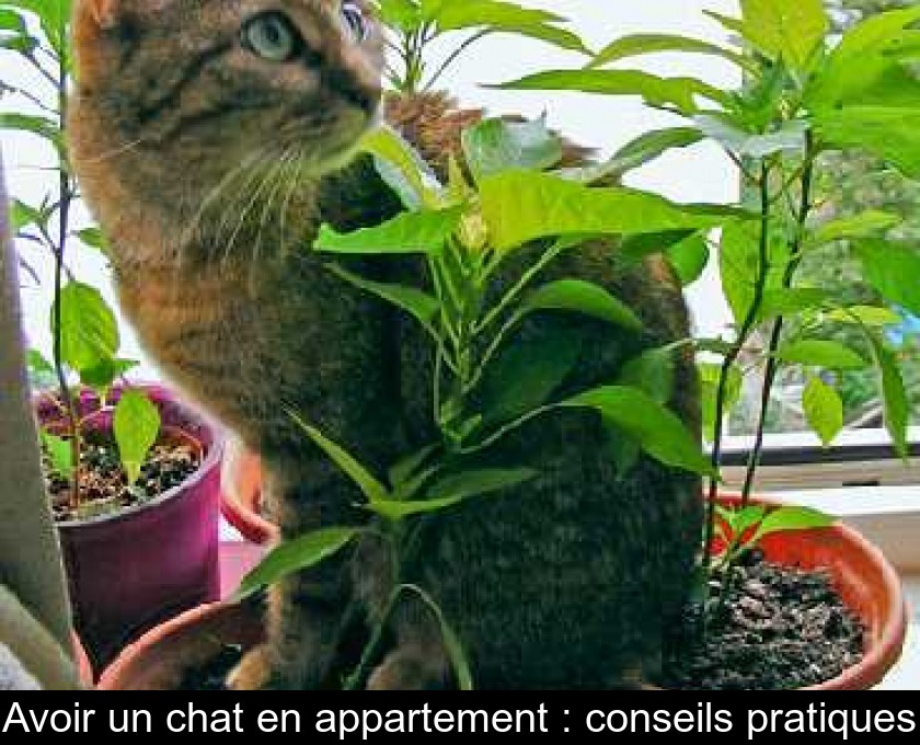 Avoir Un Chat En Appartement Conseils Pratiques