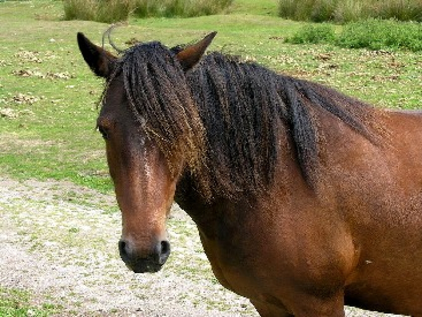 Avoir un cheval : combien ça coûte ?