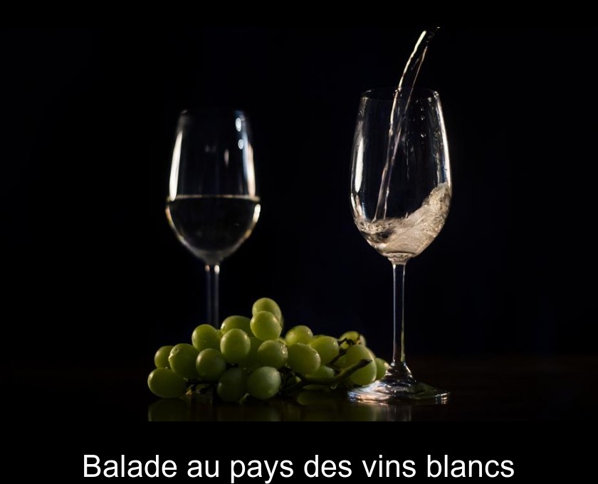 Balade au pays des vins blancs Balade au pays des vins blancs