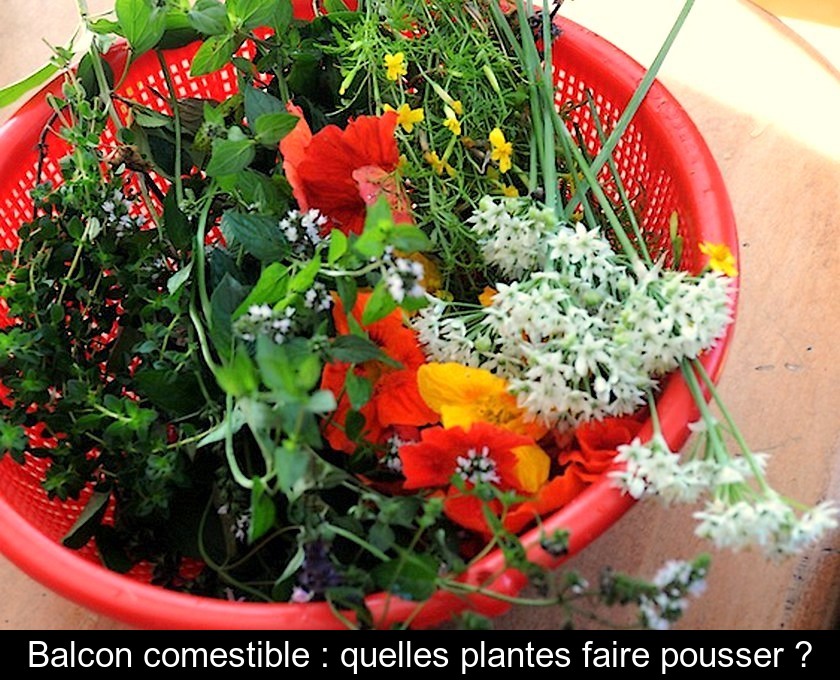 Balcon comestible : quelles plantes faire pousser ? Balcon comestible : quelles plantes faire pousser ?