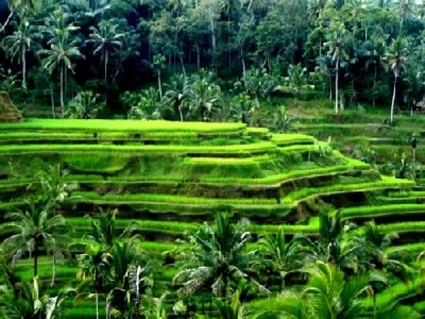 Bali : une destination de rêve Bali : une destination de rêve