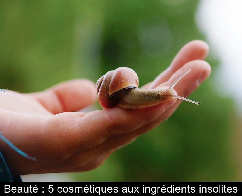 Beauté : 5 cosmétiques aux ingrédients insolites Beauté : 5 cosmétiques aux ingrédients insolites