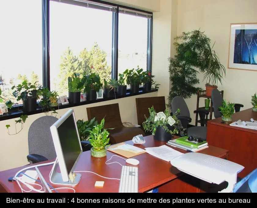 Bien-être au travail : 4 bonnes raisons de mettre des plantes vertes au bureau