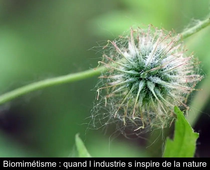 Biomimétisme : quand l'industrie s'inspire de la nature