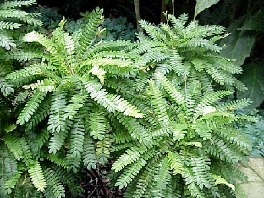Biophytum sensitivum : une jolie plante sensitive Biophytum sensitivum : une jolie plante sensitive